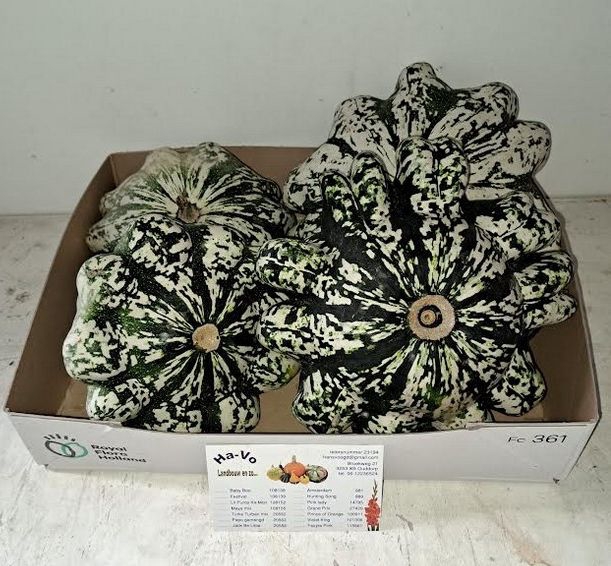 CUC PEP PATISSON MIX