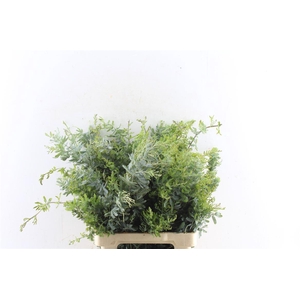 Acacia Gr Baileyana Xxl