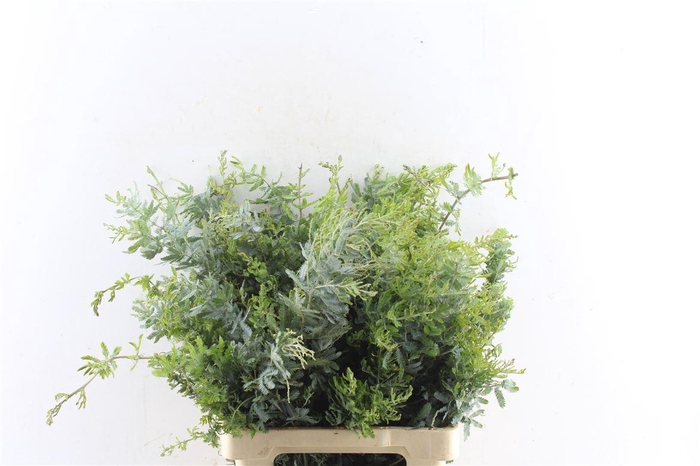<h4>Acacia Gr Baileyana</h4>