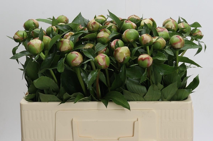 <h4>Paeonia Alertie</h4>