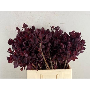 Cotinusblad Royal Purple