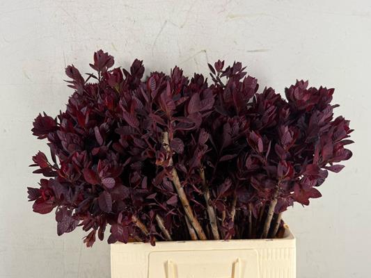 Cotinusblad Royal Purple