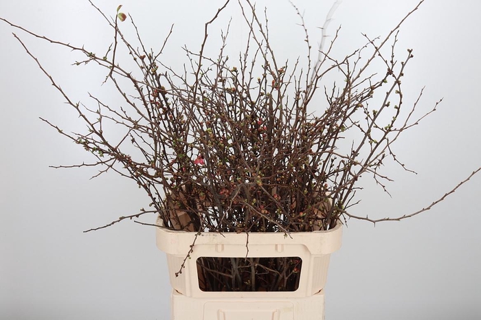 <h4>Chaenomelis Superba</h4>