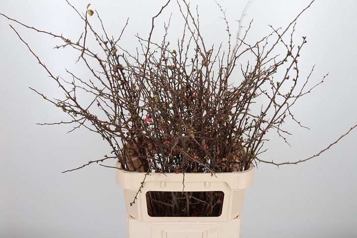 <h4>Chaenomelis Superba</h4>