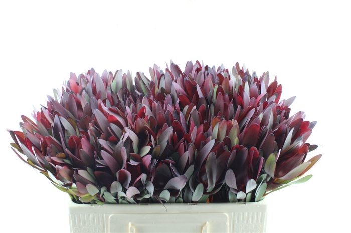 <h4>Leucad Saf Sunset Ex</h4>