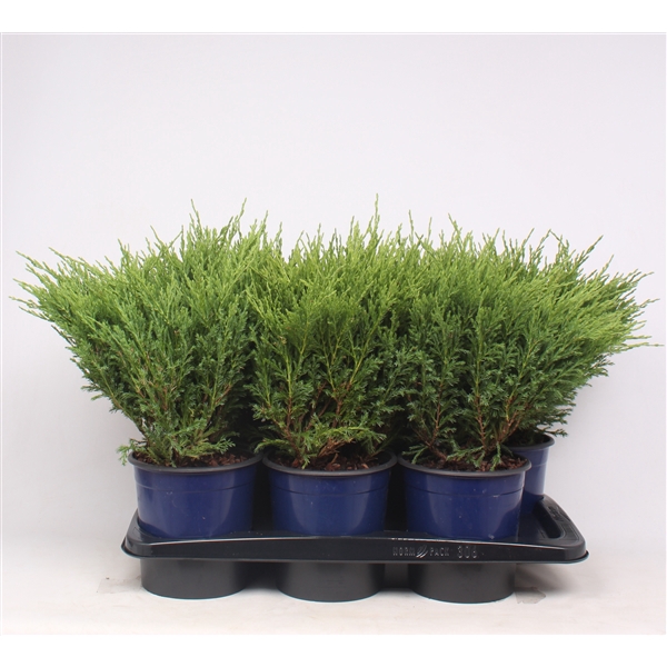 <h4>Juniperus horizontalis 'Andorra Compact'</h4>