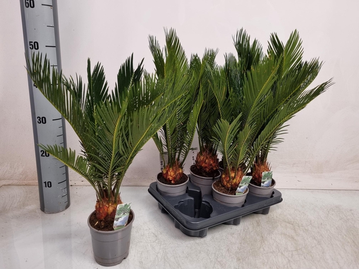 <h4>CYCAS REVOLUTA</h4>