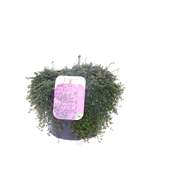 <h4>Thymus praecox Red Carpet</h4>