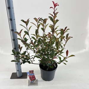 Photinia fraseri 'Carré Rouge'