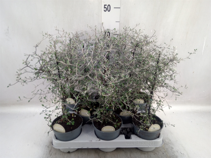 <h4>Corokia cotoneaster</h4>