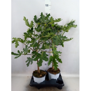 Ficus carica