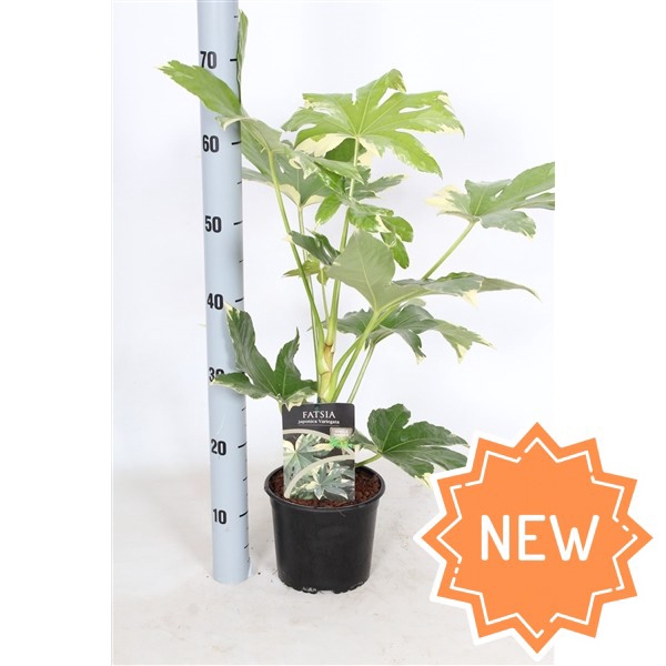 Fatsia japonica Variegata C2