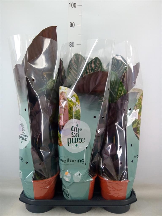 <h4>Calathea sanderiana</h4>