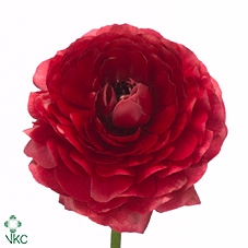 <h4>Ranunculus Elegance Red</h4>