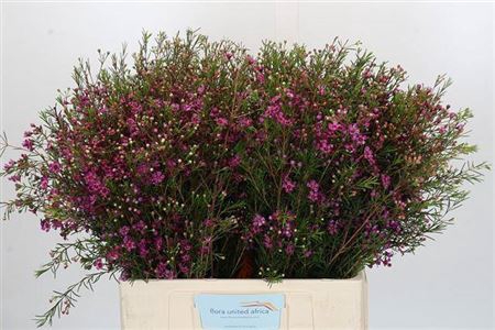 <h4>Chame Rotem</h4>