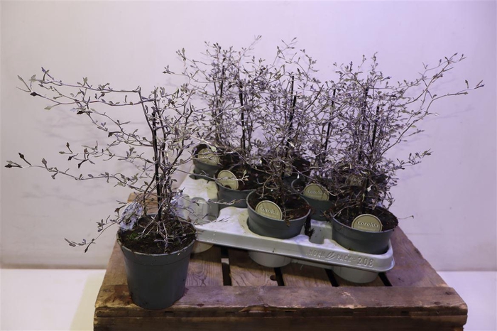 <h4>Corokia Cotoneaster</h4>