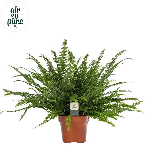 <h4>Nephrolepis exaltata 'Green Lady'</h4>