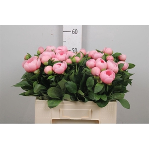 Paeo S Salmon Saucer