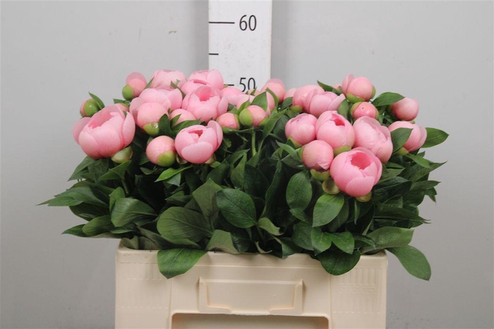 <h4>Paeo S Salmon Saucer</h4>