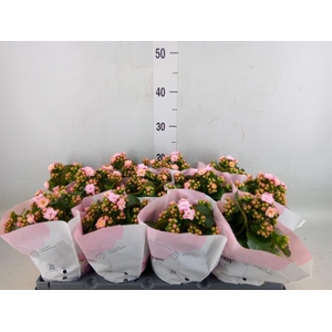 Kalanchoe blos.   ..rosebud