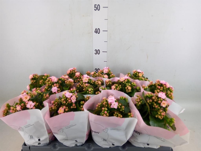 <h4>Kalanchoe blos.   ..rosebud</h4>