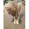 CORTADERIA OV