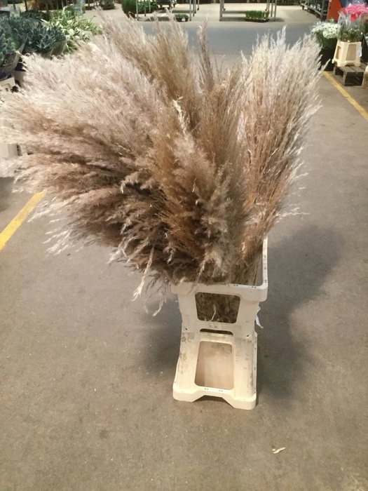 CORTADERIA OV
