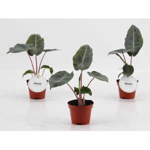 Alocasia