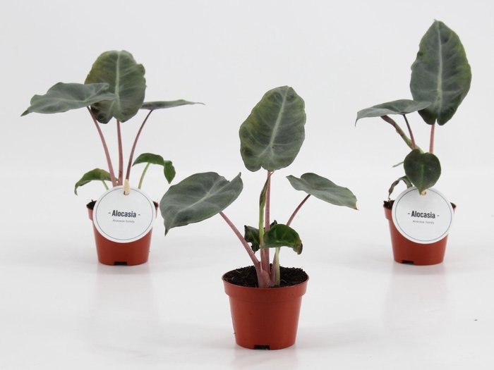 <h4>Alocasia</h4>