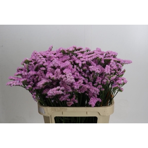 Limonium sinuatum Lucia Pink