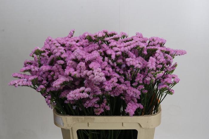 <h4>Limonium sinuatum Lucia Pink</h4>