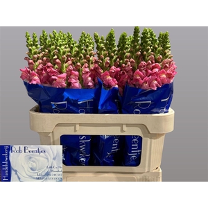 Antir Avignon Rose