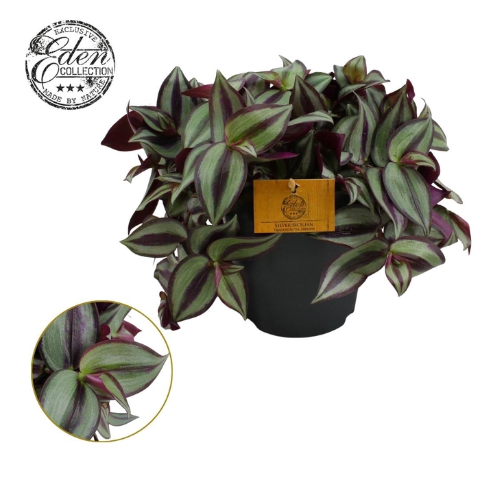 <h4>Tradescantia Zebrina 15cm</h4>