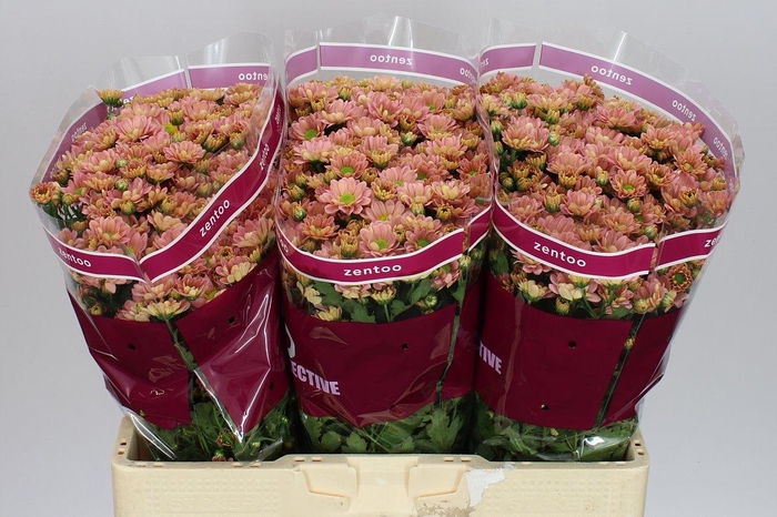 <h4>Sant Rossi Smokey</h4>