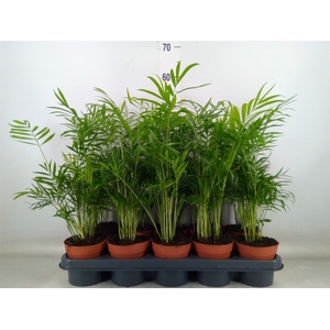 Chamaedorea elegans