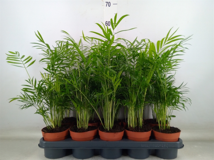 <h4>Chamaedorea elegans</h4>