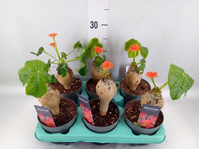 <h4>Jatropha podagrica</h4>