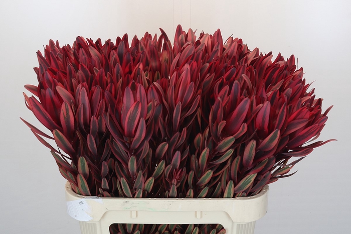 Leucadendron Jester