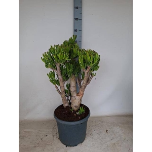 Crassula ovata Gollum 30Ø 85cm
