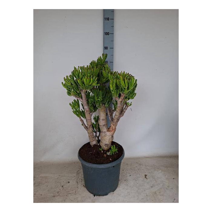 <h4>Crassula ovata Gollum 30Ø 85cm</h4>