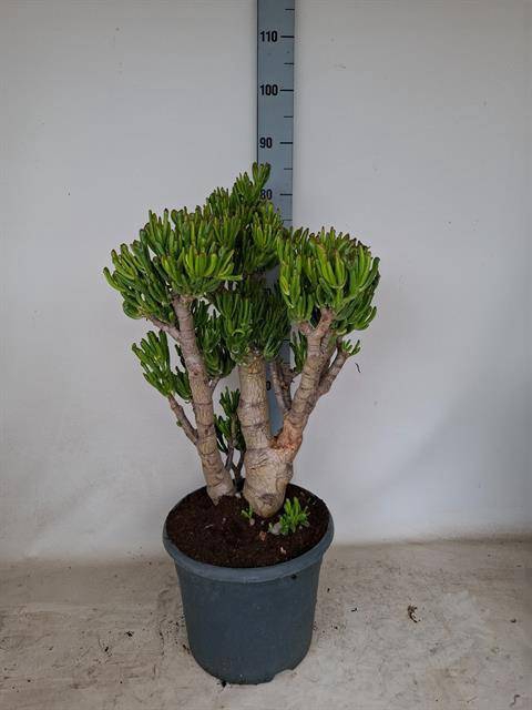 Crassula ovata Gollum 30Ø 85cm