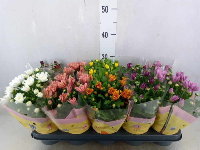 <h4>Chrysanthemum   ..mix 7</h4>