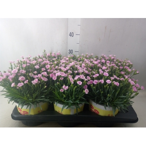 Dianthus allw. 'Lucky Lips Lola'