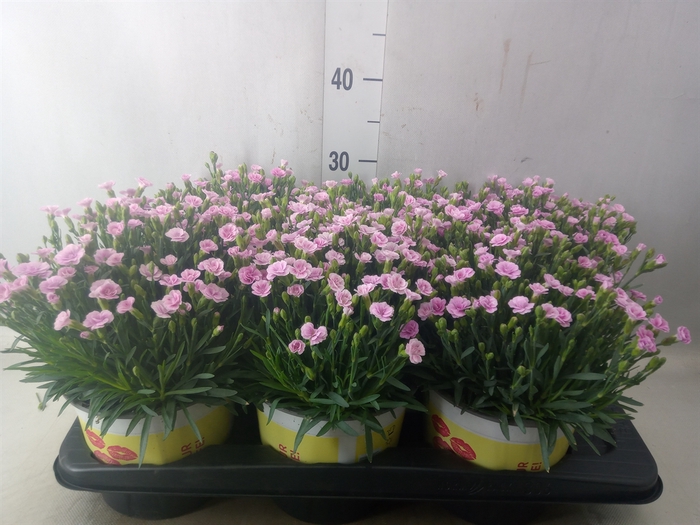 <h4>Dianthus allw. 'Lucky Lips Lola'</h4>