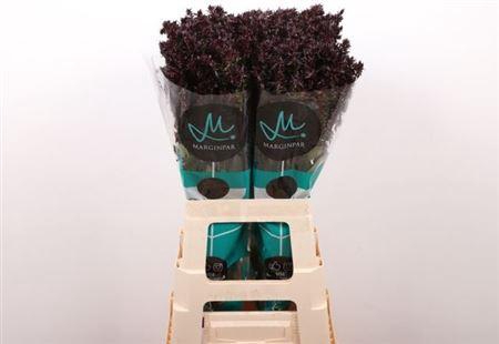 <h4>Phlox P Blind Lion</h4>