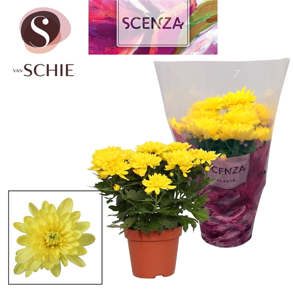 <h4>Chrysant Chrystal Yellow</h4>