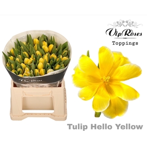 TU EN A HELLO YELLOW