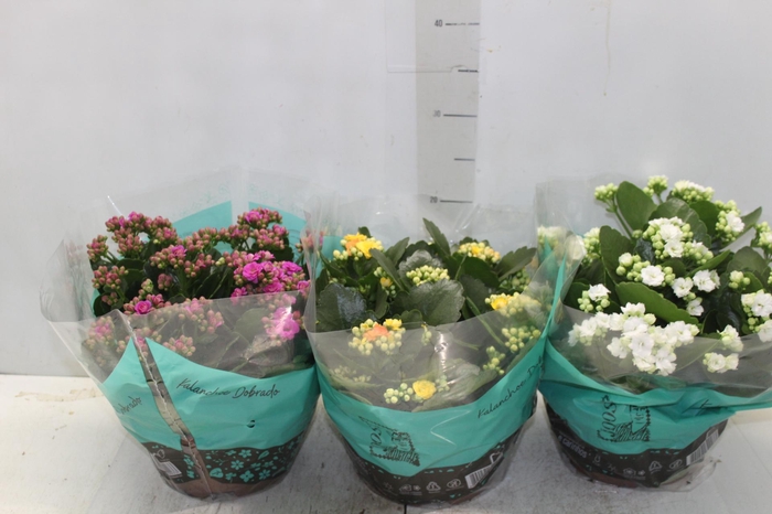 <h4>KALANCHOE DOBRADO C21</h4>
