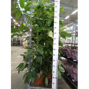 Schefflera actin. 'Amate'