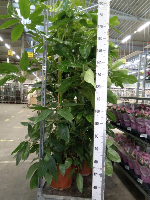 <h4>Schefflera actin. 'Amate'</h4>